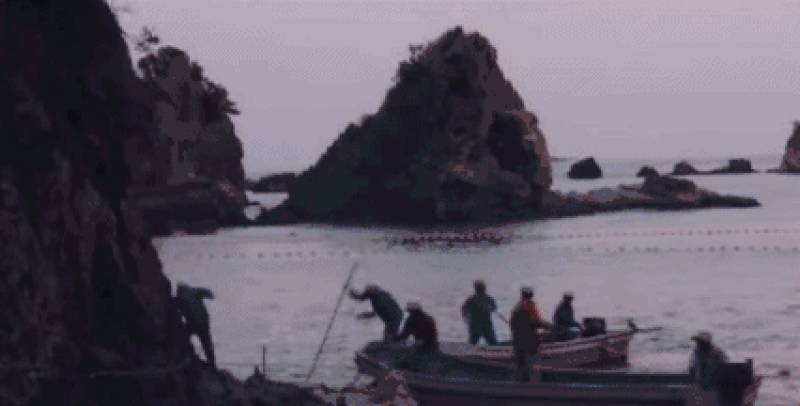 他用十年建立了海豚表演业,然后用余生去毁灭它