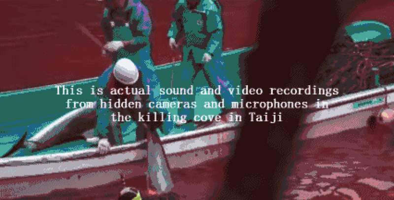 他用十年建立了海豚表演业,然后用余生去毁灭它