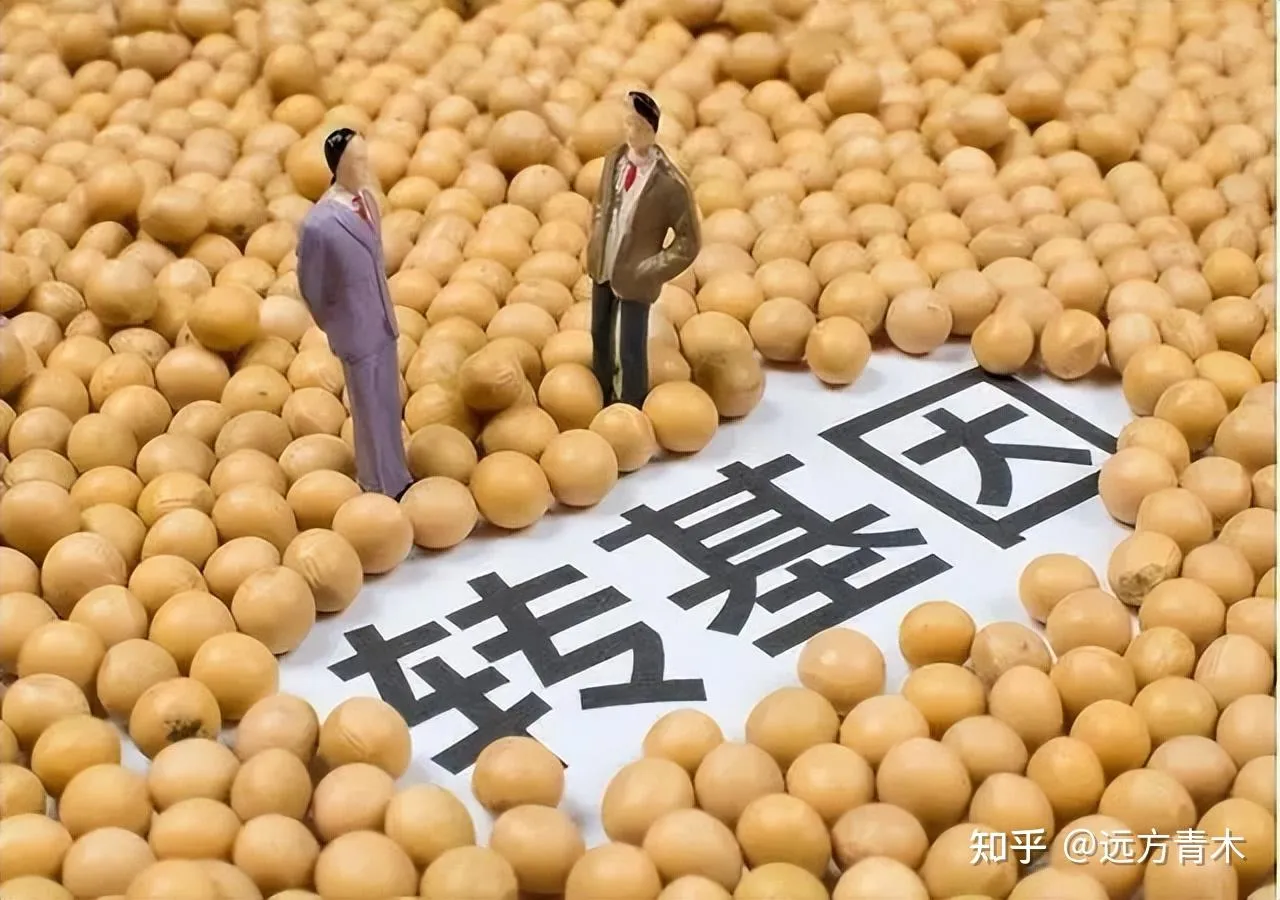 中国转基因粮食作物商业化终获批,二十年拉锯得失几何