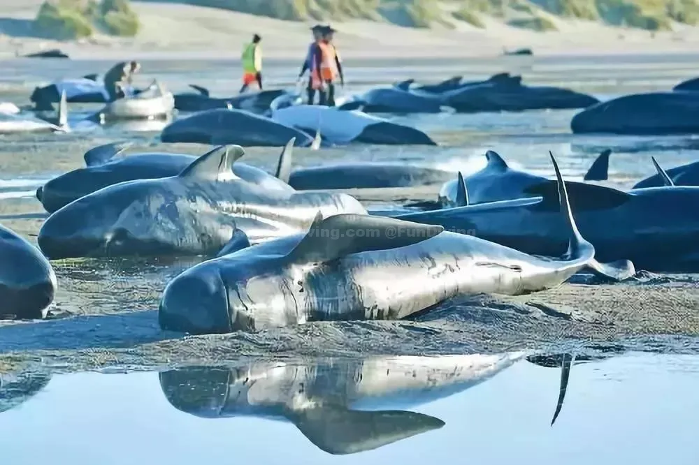 145头鲸鱼集体搁浅，背后残忍真相让人心疼，无知的人类终将付出代价