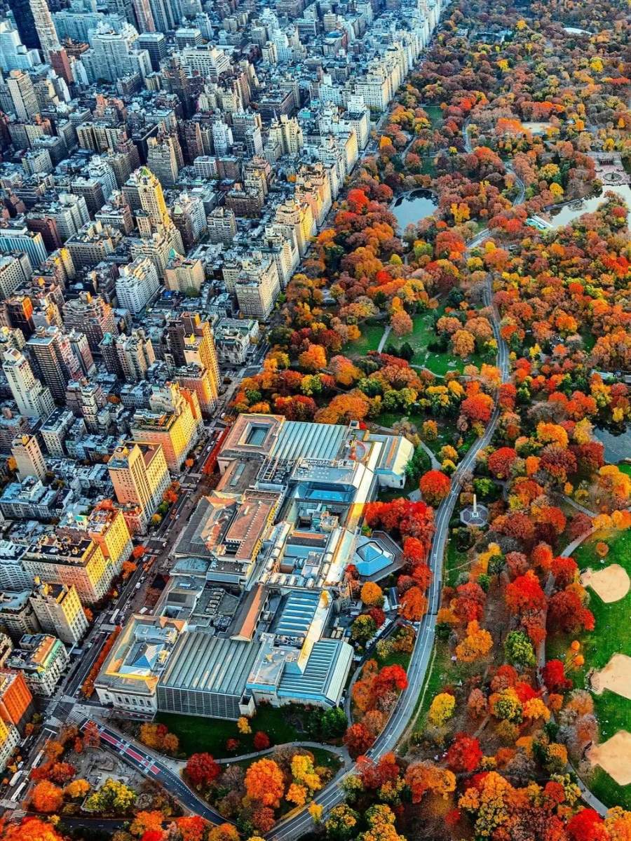 纽约中央公园的红叶