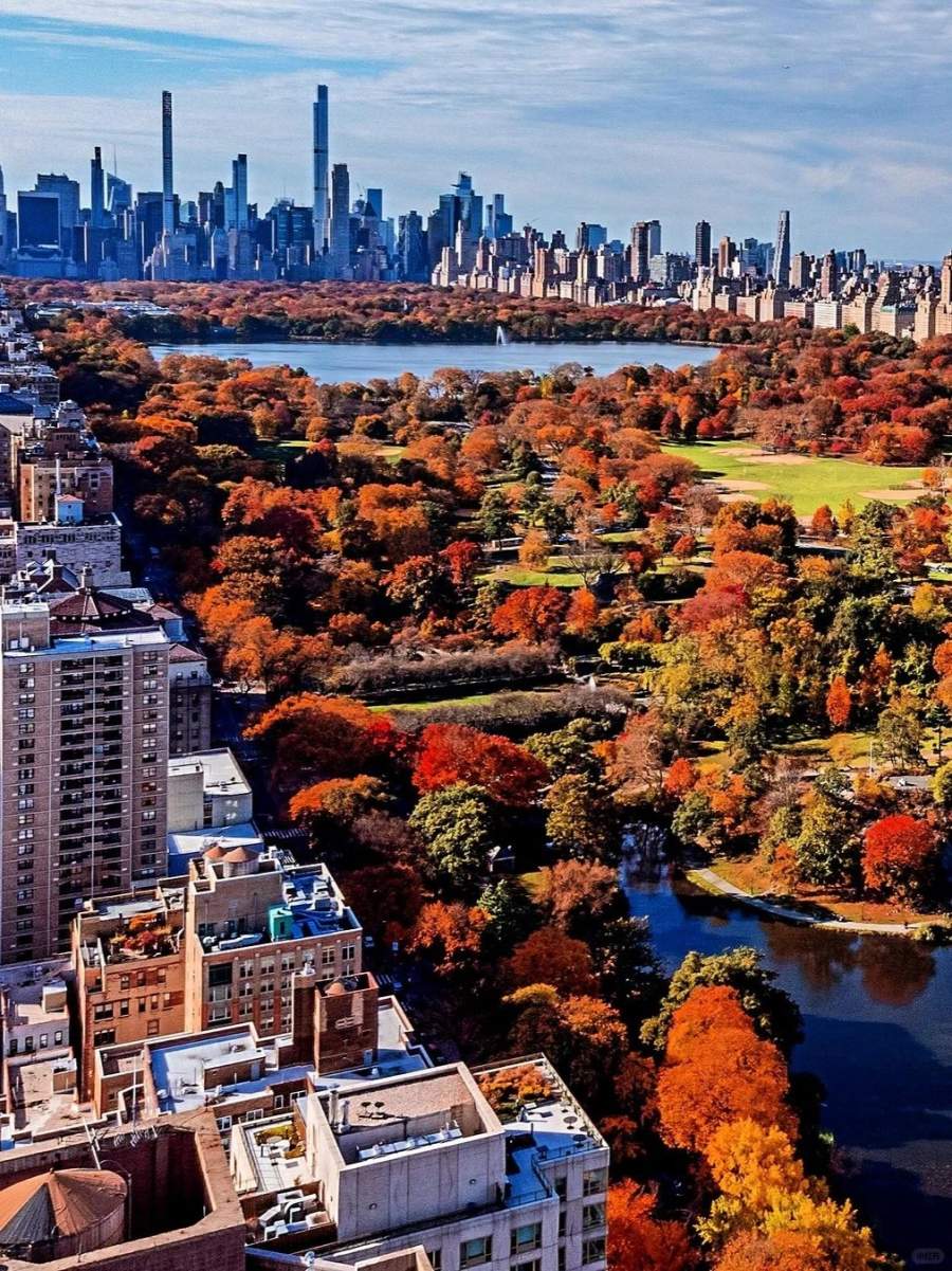 纽约中央公园的红叶