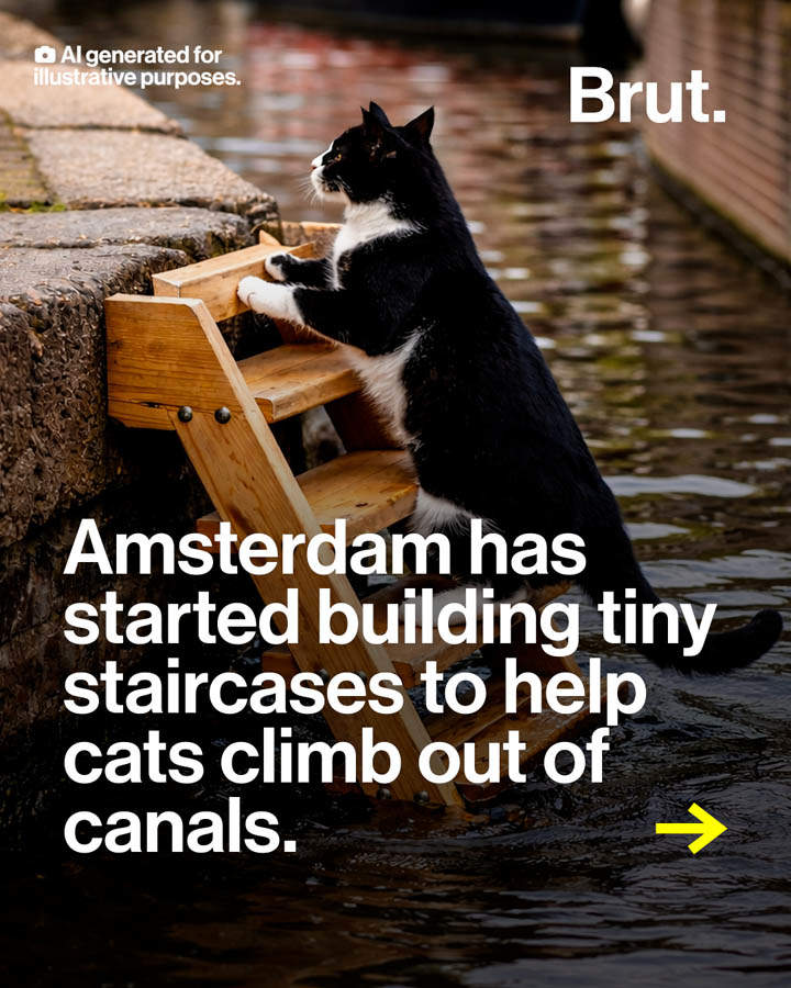 为防猫咪落水溺死，阿姆斯特丹在运河安装步梯