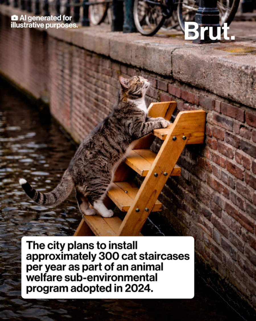 为防猫咪落水溺死，阿姆斯特丹在运河安装步梯